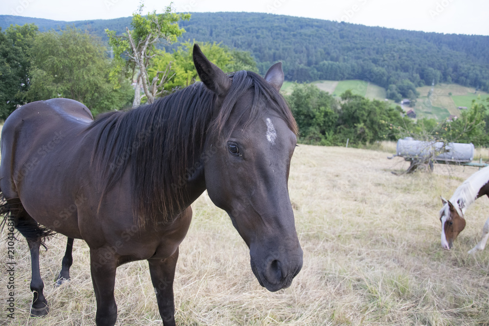 Obraz premium black horse