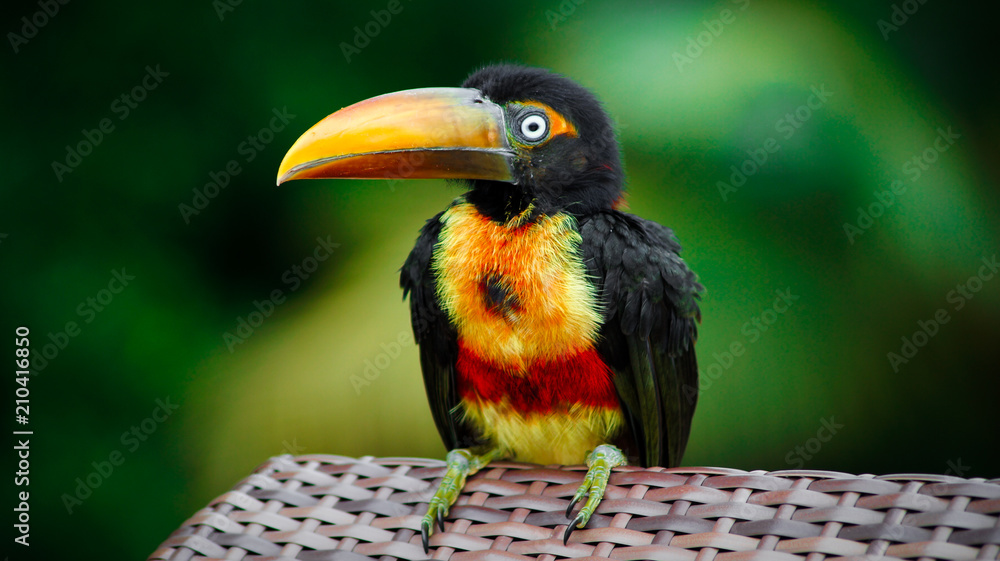 Fototapeta premium Close up fiery-billed Aracari at the jungle of Costa Rica, Uvita