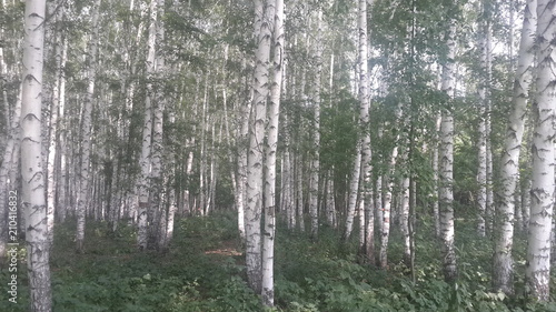 Forest © Ruslan