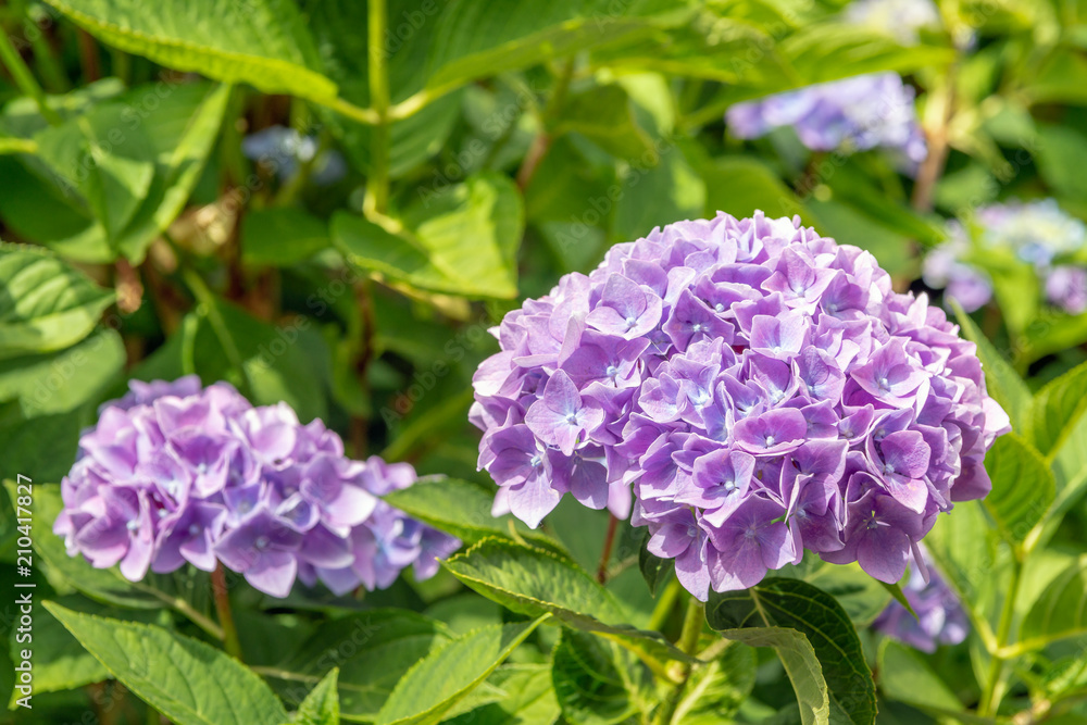 Violet colored Hydrangea Macrophylla flowers from close Violet colored Hydrangea Macrophylla flowers from close