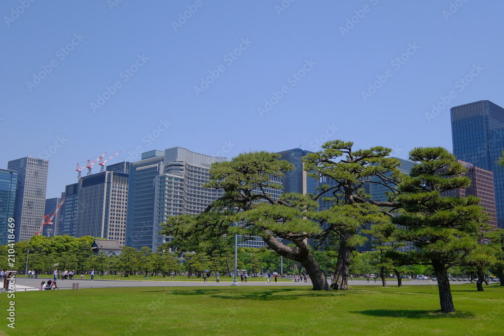 皇居前広場と高層ビル