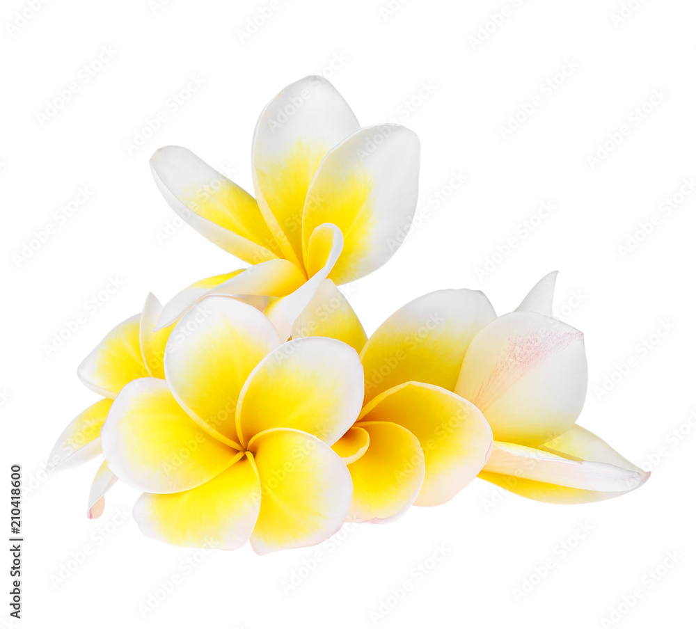 Fototapeta premium Frangipani flower isolated on white background