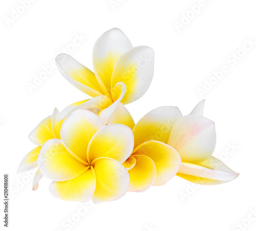 Frangipani flower isolated on white background