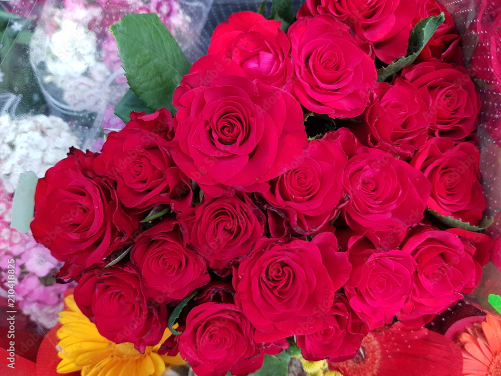 roses,flowers, roses,flowers,