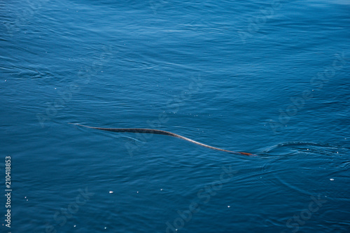 sea snake photo