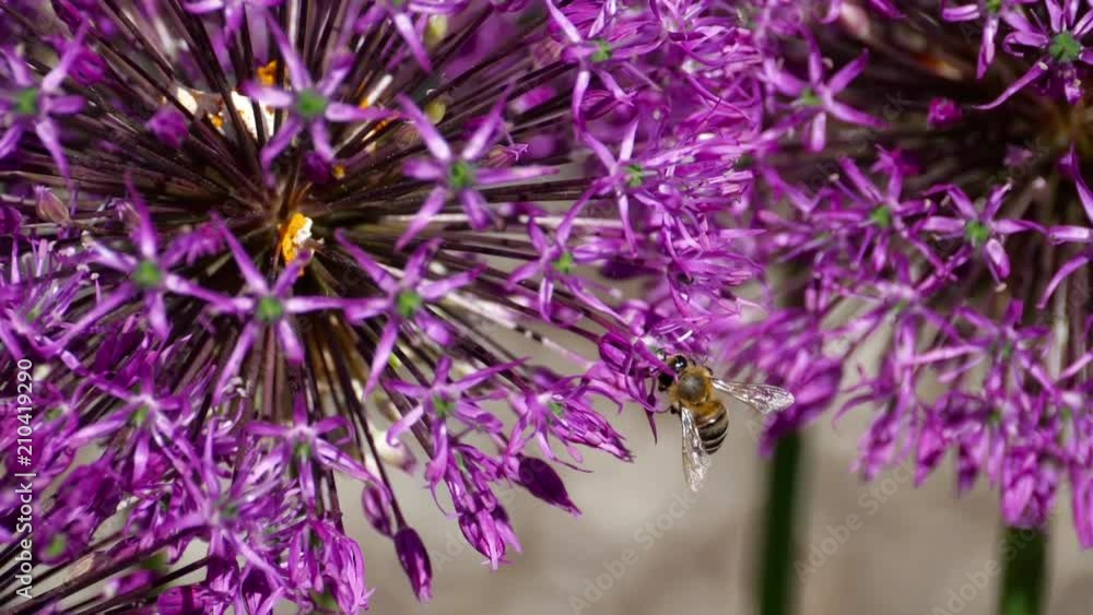 Bee on onion flowers