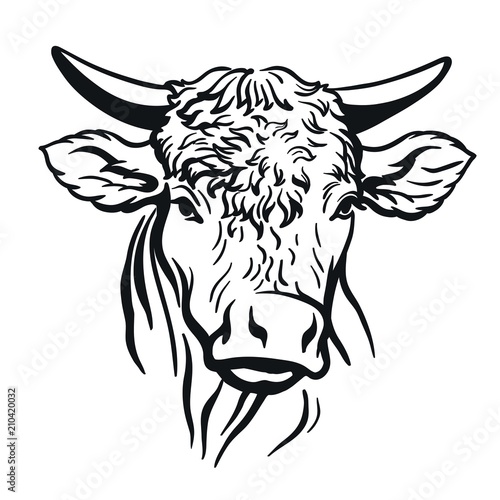 bull head. vector illustration on white