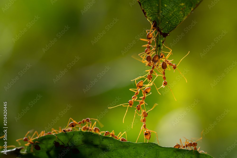 Ant action standing.Ant bridge unity team,Concept team work together