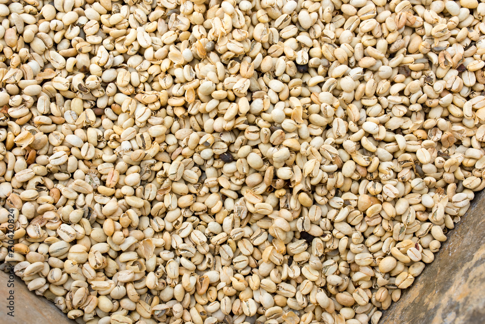 Closeup of drying coffee beans Closeup of drying coffee beans