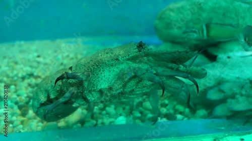 Slipper lobster (Scyllarides latus) of the Adriatic sea swimming in aquarium. photo