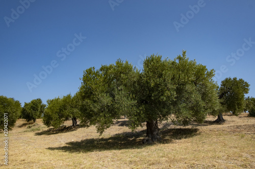 Fields with olive trees around Greek village of Parthenonas.