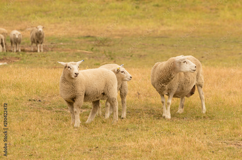 Cute young sheep over green glass field Cute young sheep over green glass field