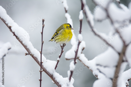 Male eurasian siskin bird in the winter © manfredxy