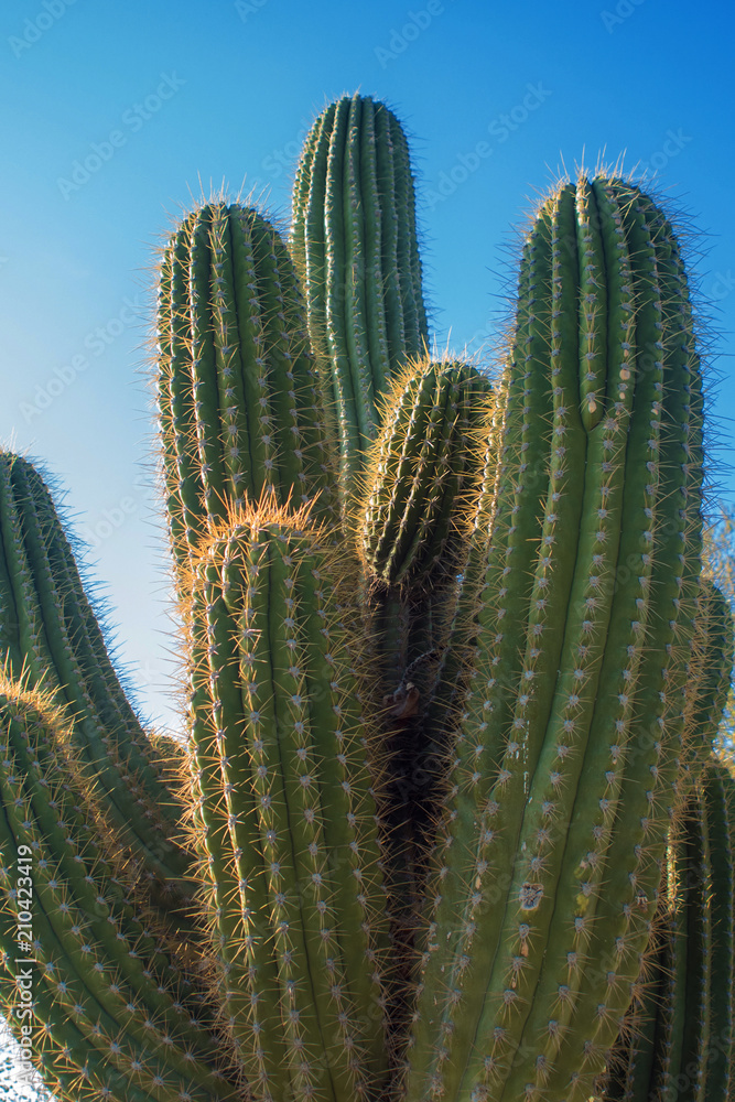 Top of the cactus, long spines. Beautiful natural texture, close-up Top of the cactus, long spines. Beautiful natural texture, close-up