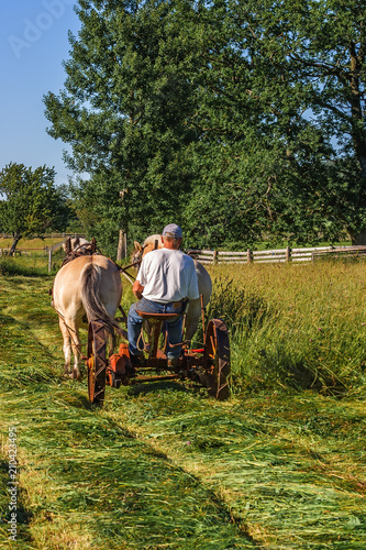 Haymaking in the old way with a pair of working horses