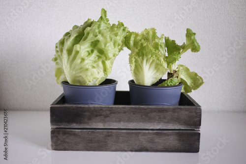 plant in a pot