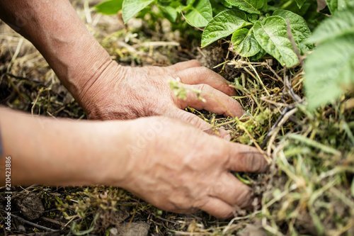 畑仕事をする働き者の手   © minianne