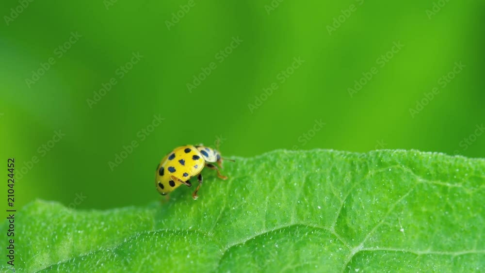 Ladybug in the grass Ladybug in the grass