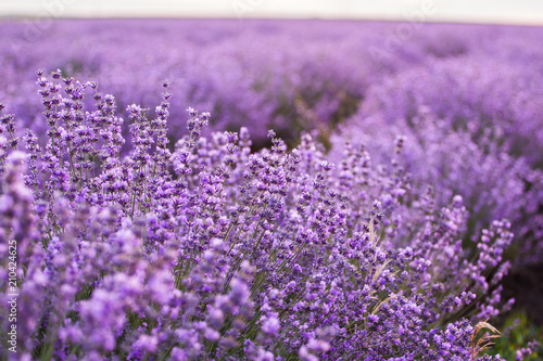 Lavender field, blooming Violet fragrant lavender flowers insunset sky, harvest.