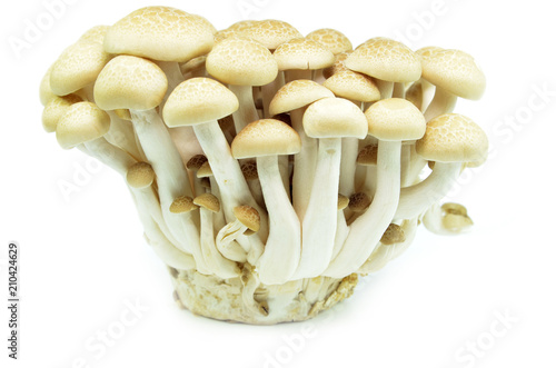 Fresh beech mushroom