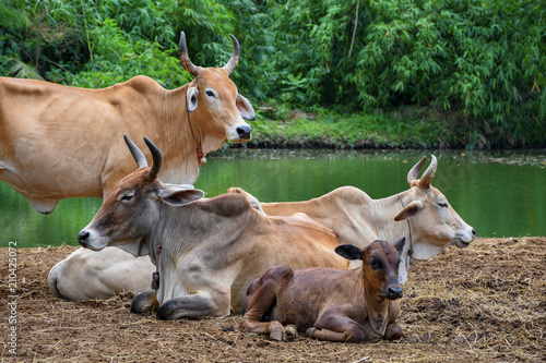 Villager's cow farm in rural Thailand, Southeast Asia.