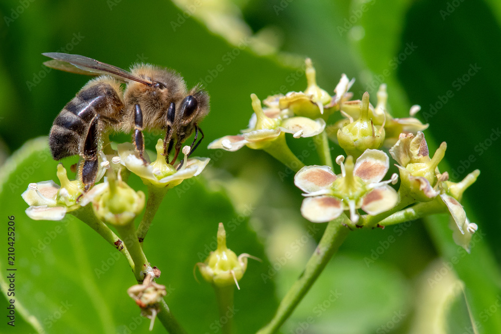 abeille qui butine du pollen, espèce en danger abeille qui butine du pollen, espèce en danger
