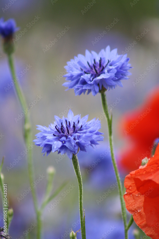 Kornblume Kornblume
