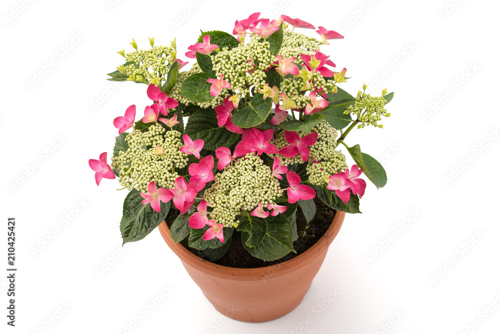 Bauernhortensie Bauernhortensie