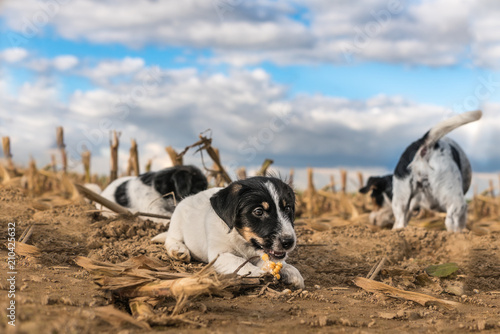 Puppy on harvested corn field in front of clouds - jack russell terrier - 2 months old  © Karoline Thalhofer
