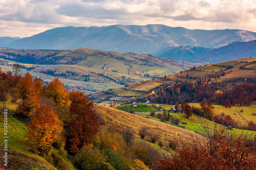 small village on hills in autumn. lovely countryside of Carpathian mountains. mighty ridge in the distance. red foliage on trees