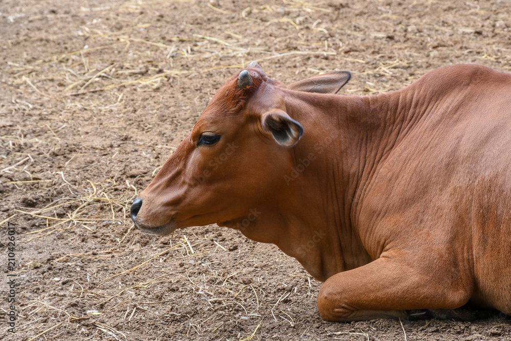 Villager's cow farm in rural Thailand, Southeast Asia. Villager's cow farm in rural Thailand, Southeast Asia.