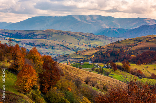 small village on hills in autumn. lovely countryside of Carpathian mountains. mighty ridge in the distance. red foliage on trees