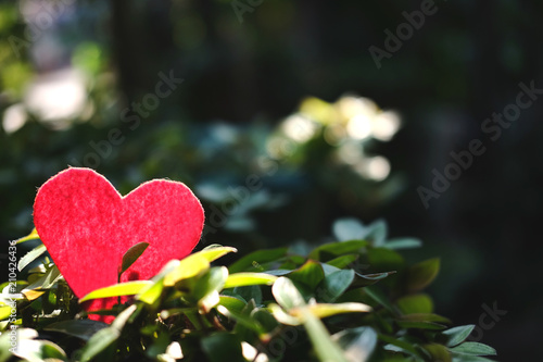 Red heart shape on green leaves with natural light shine to red heart in beautiful natural blurred Green bokeh of nature background. Valentine day holiday concept. Copy space