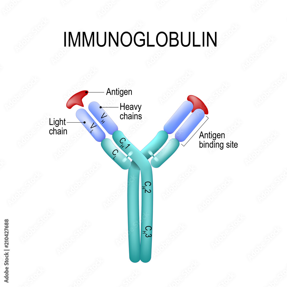 Structure of the Antibody molecule. IgE and Antigen. Stock Vector