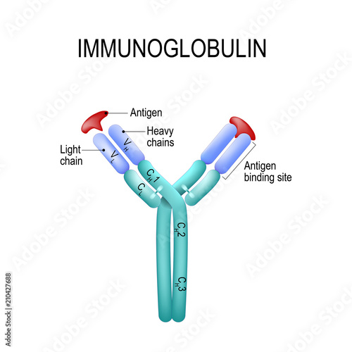 Structure of the Antibody molecule. IgE and Antigen.