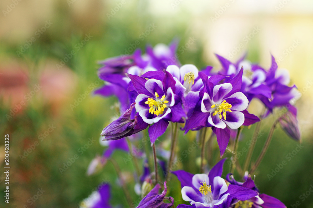 Purple aquilegia flowers in a garden with a blurred green background