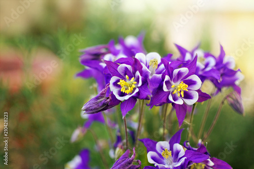 Purple aquilegia flowers in a garden with a blurred green background © Kateryna