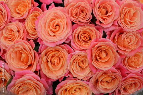 Pink rose background. A bouquet of fresh flowers close-up. Pink-beige roses for the wedding  celebrations  romance. Love in each petal of pink roses