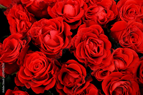 Red roses background. Bard roses for the wedding  celebrations  romance. A bouquet of fresh flowers close-up. Love in each petal of red roses