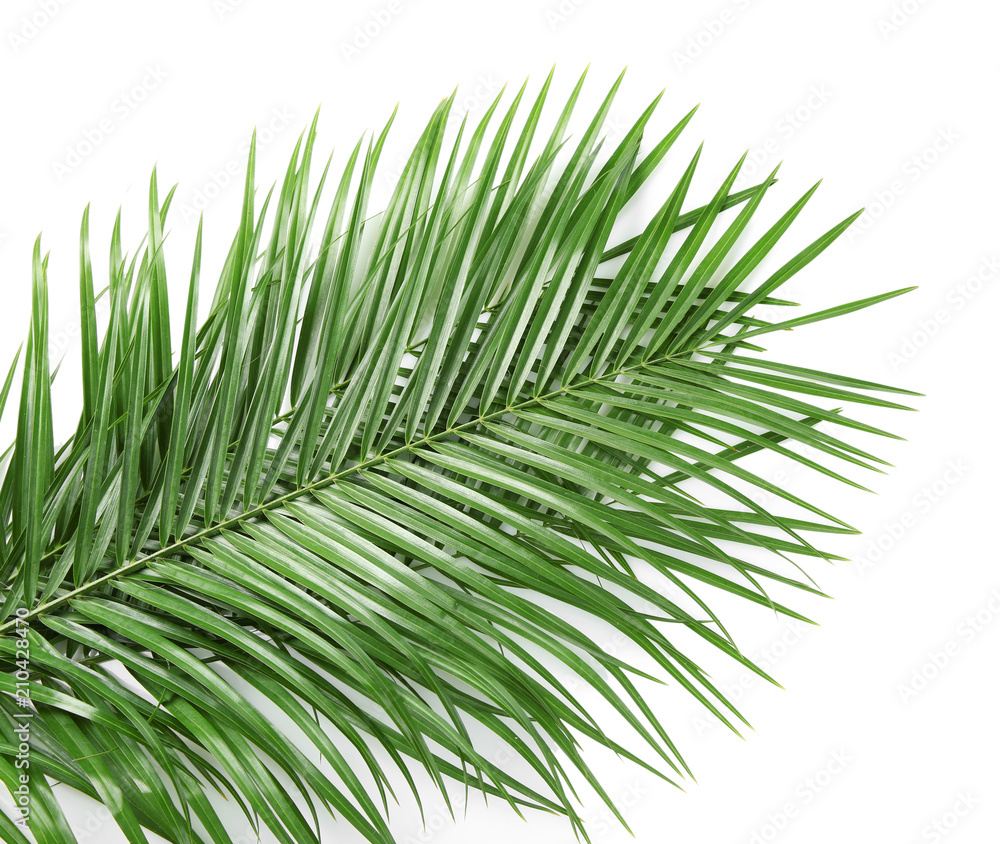 Fototapeta premium Beautiful tropical Sago palm leaves on white background