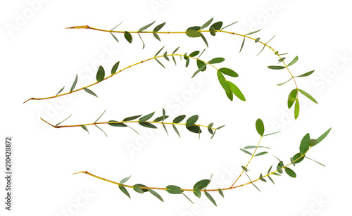 Set of small decorative eucalyptus green leaves © Ortis