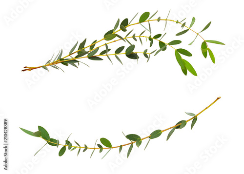 Decorative eucalyptus green leaves in wave arrangement