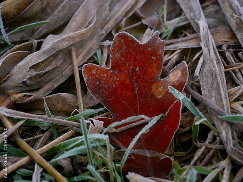 herbst