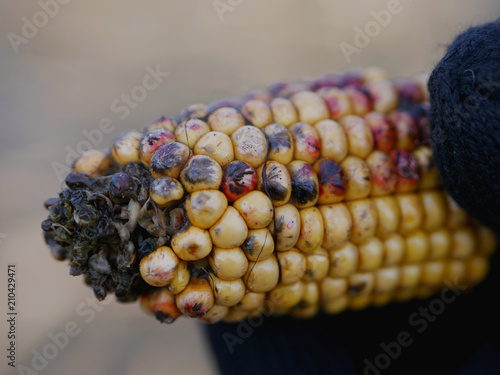 corn