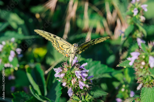 Butterfly swallowtail sits with open wings on the flower. photo