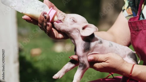 Female farmer is feeding a baby pig with milk from a bottle with a pacifier outdoors. Slow motion moddle shot photo