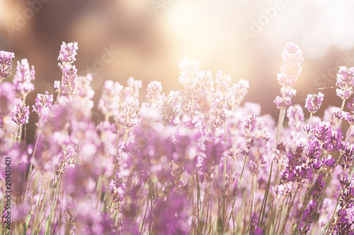 lavande lavender