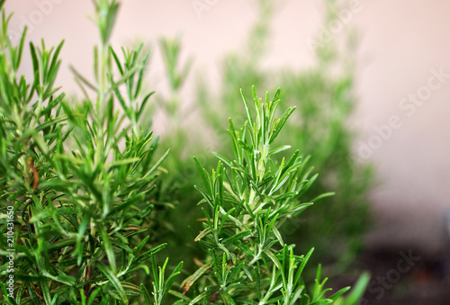 Rosemary Herb growing outdoor in a garden, mediterranean herbs for healthy food or organic kitchen, close up