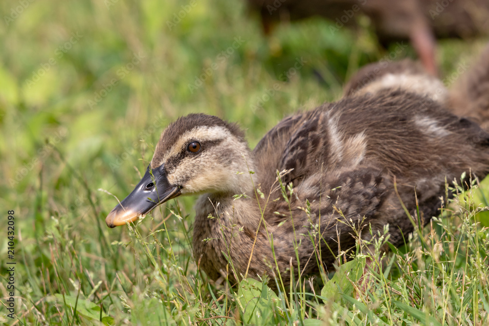 The baby birds of Grey duck in the Toneri park in Tokyo, Japan / Toneri park is a public park in Tokyo The baby birds of Grey duck in the Toneri park in Tokyo, Japan / Toneri park is a public park in Tokyo
