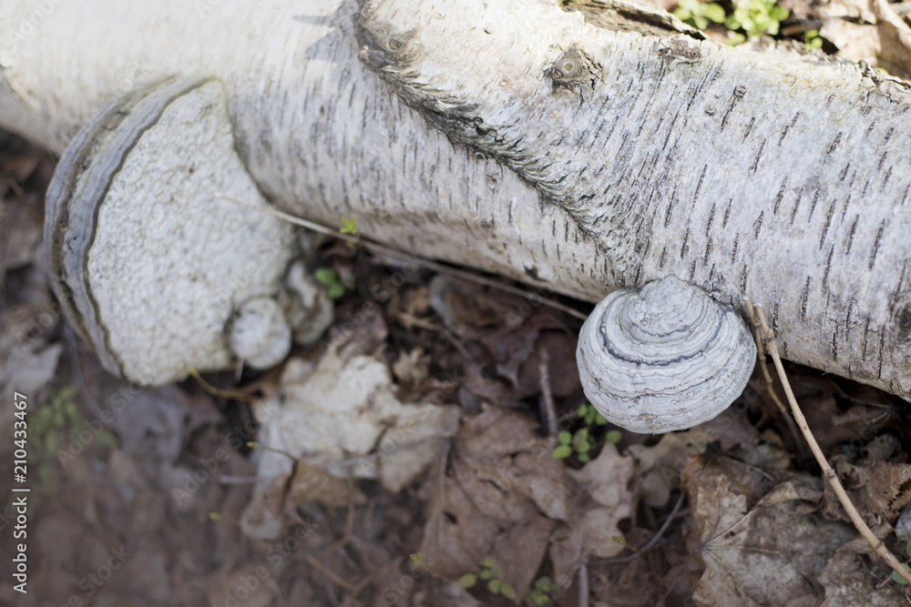 Fototapeta premium Birke mit Pilzbefall